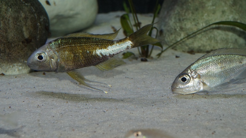 Ophthalmotilapia ventralis 'Kapampa'